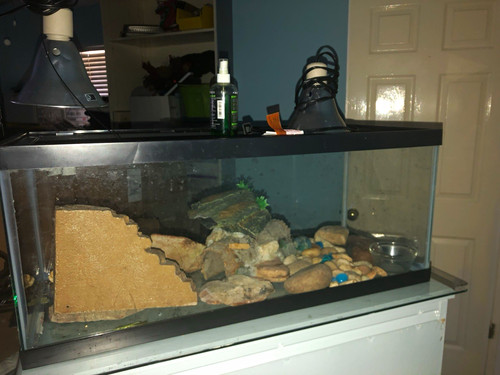 Glass reptile terrarium - reptile,
